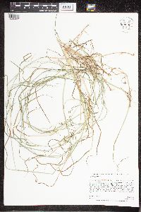 Agrostis gigantea image