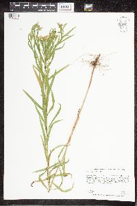 Euthamia graminifolia image