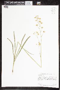 Zigadenus elegans image