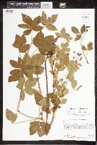 Rubus uniformis image