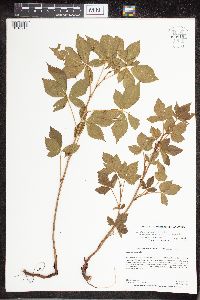 Rubus uniformis image