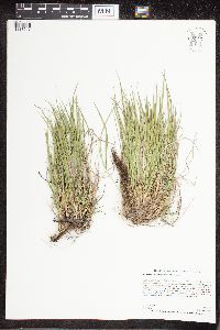 Dichanthelium depauperatum image