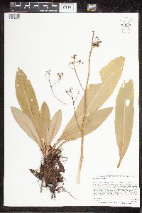 Micranthes pensylvanica image