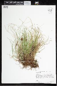 Carex leptalea image