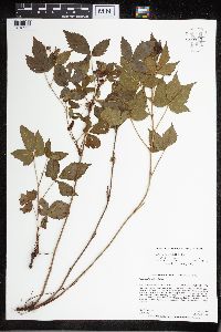 Rubus uniformis image