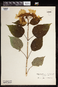Hydrangea arborescens image
