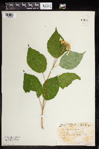 Hydrangea arborescens image