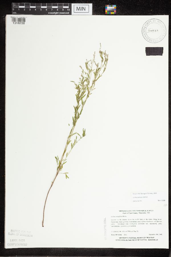 Cistaceae image