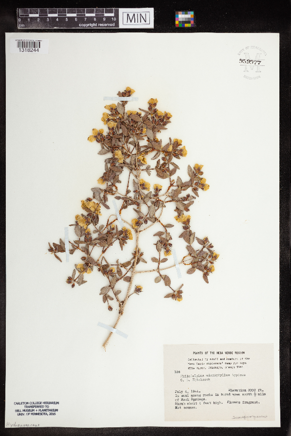 Philadelphus microphyllus image