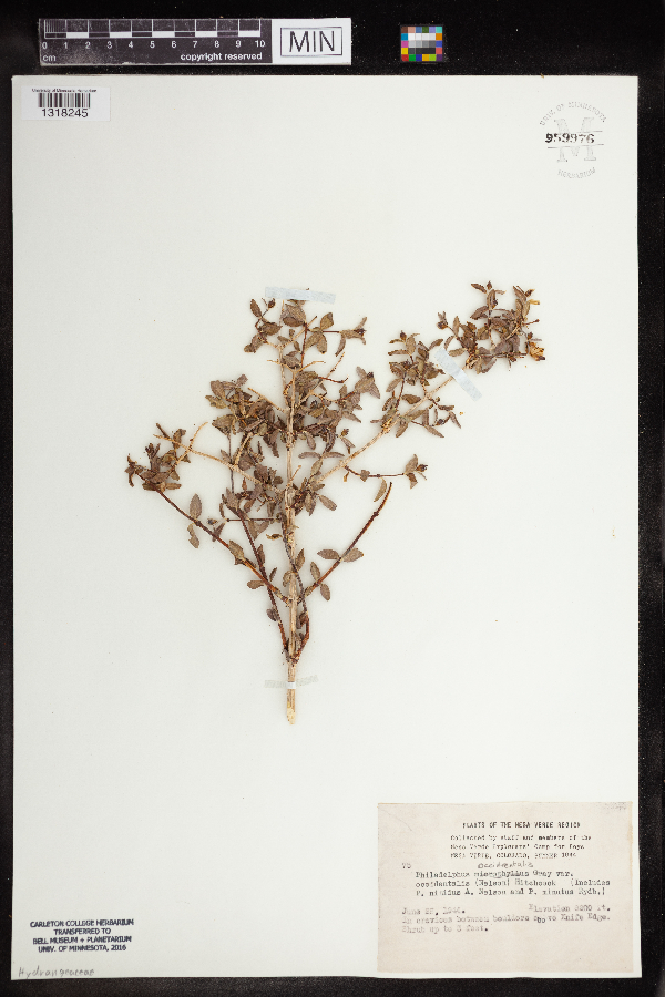 Philadelphus microphyllus var. microphyllus image