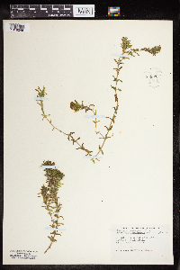 Elodea canadensis image