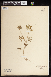 Ellisia nyctelea image