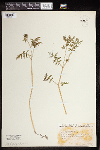 Ellisia nyctelea image