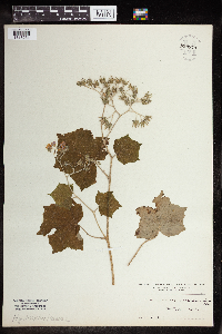 Image Associated With the Occurrence