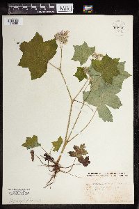 Image Associated With the Occurrence