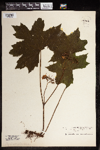 Image Associated With the Occurrence