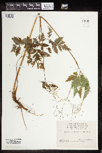 Image Associated With the Occurrence