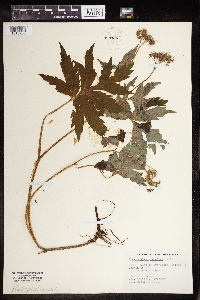 Image Associated With the Occurrence