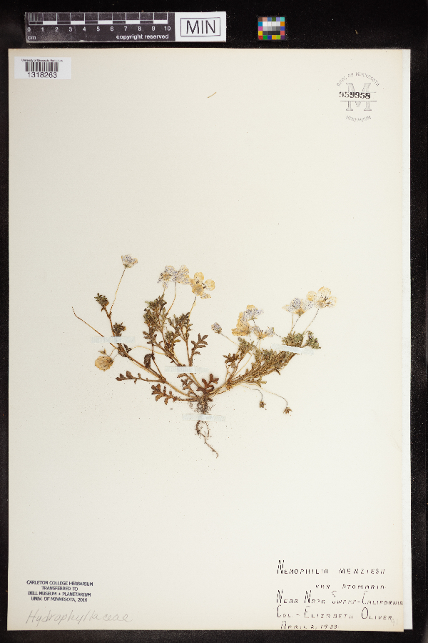 Nemophila menziesii var. atomaria image
