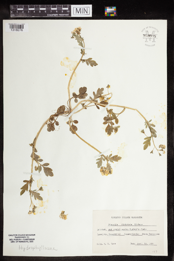 Phacelia fimbriata image