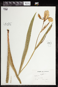 Iris versicolor image