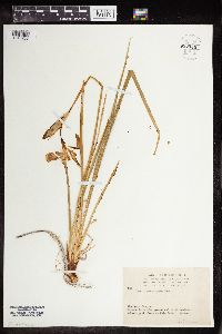 Iris missouriensis image