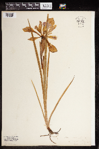 Iris versicolor image