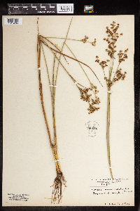 Juncus brevicaudatus image