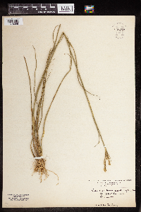 Juncus brevicaudatus image
