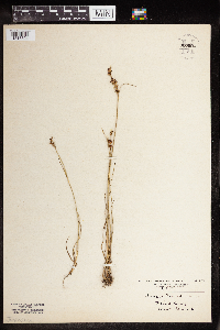 Juncus gerardii image