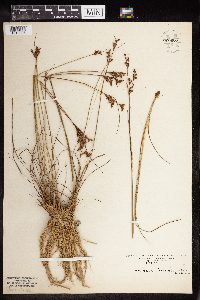 Juncus greenei image
