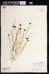 Juncus mertensianus image