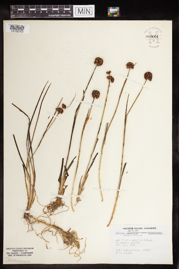 Juncus covillei var. covillei image