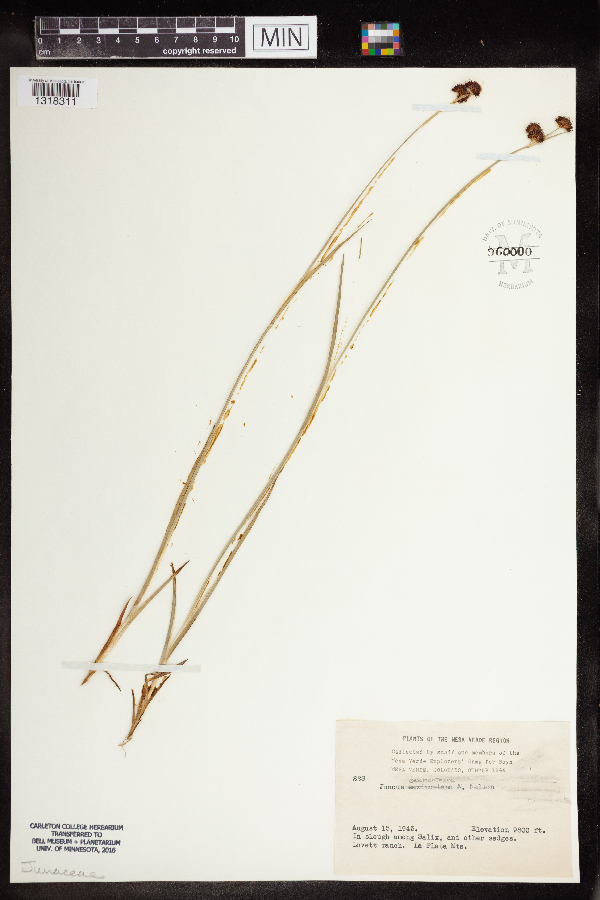 Juncus ensifolius var. montanus image