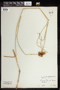 Juncus torreyi image