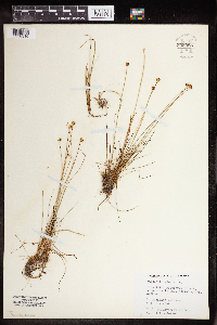 Juncus triglumis image