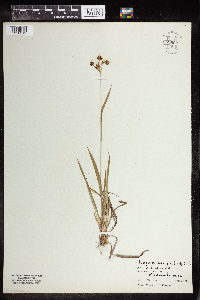 Luzula multiflora image