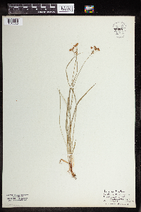 Media resource of Luzula forsteri