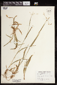 Luzula multiflora image