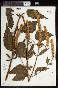 Agastache nepetoides image