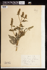 Agastache nepetoides image