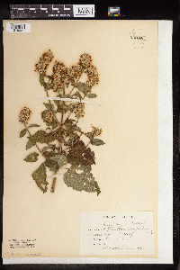 Agastache scrophulariifolia image