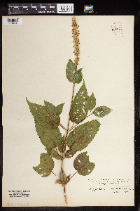 Agastache scrophulariifolia image