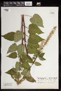 Agastache scrophulariifolia image