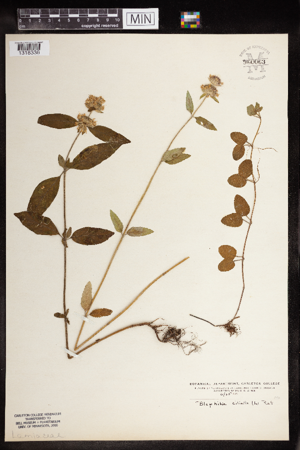 Blephilia ciliata image