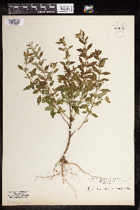 Blephilia hirsuta image