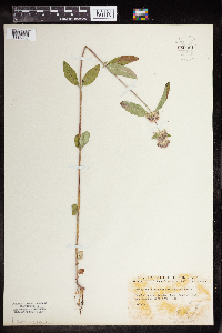 Blephilia hirsuta image