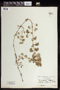 thumbnail image of current specimen