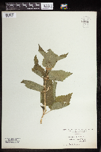 Lamium album image