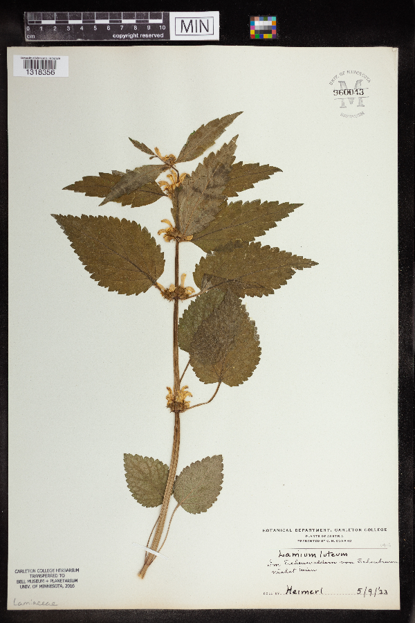 Lamium luteum image